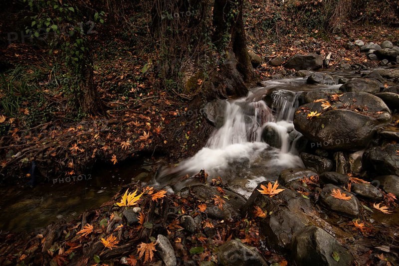 River flowing with maple leaves on the rocks on the riverside in Autumn