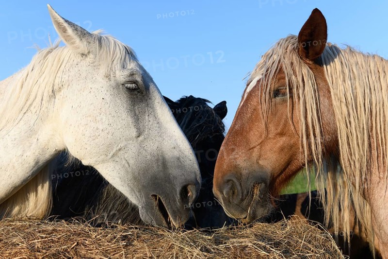 Draft Horse portrait in a pasture in the french country