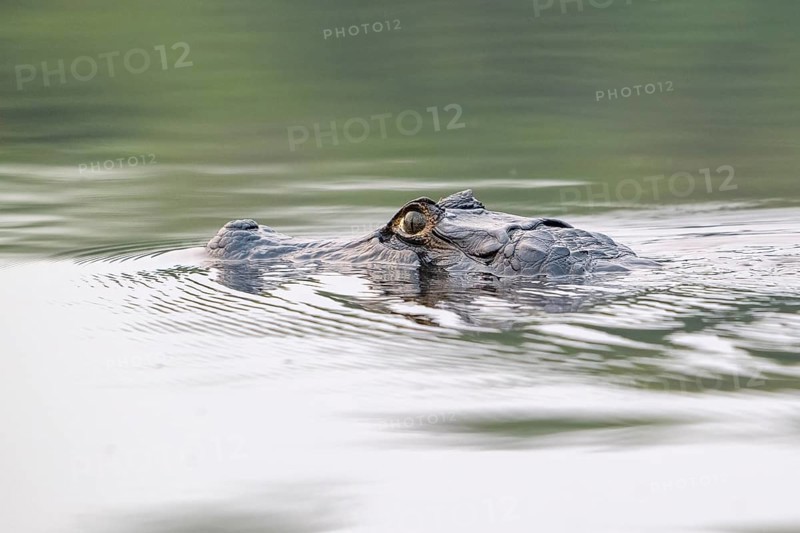 Spectacled caiman (Caiman crocodilus yacara), Crocodile (Alligatoridae), crocodile (Crocodylia), swims, animal portrait, Pantanal, inland, wetland, UNESCO Biosphere Reserve, World Heritage Site, wetland biotope, Mato Grosso, Brazil, South America