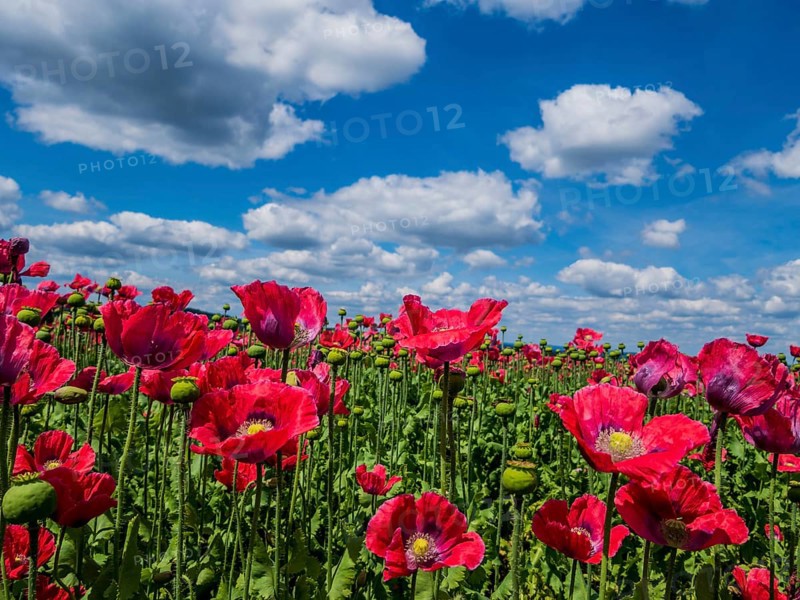 Austria, Lower Austria, near Armschlag. A field of red poppies in bloom pleases the eye, Europe