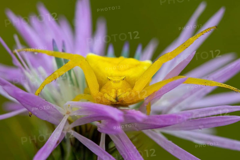 Goldenrod crab spider, Misumena vatia, yellow, sitting on flower