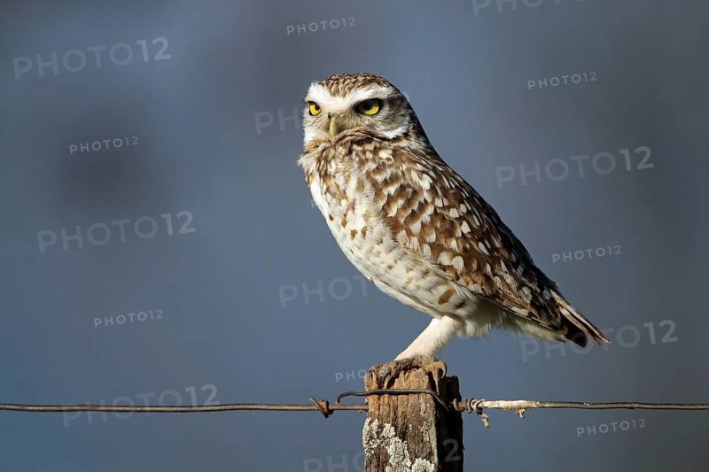 Burrowing Owl, Athene cunicularia, Argentina, South America