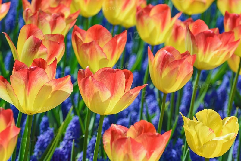 Rad and Yellow Tulips (shallow DoF) Keukenhof, Netherlands