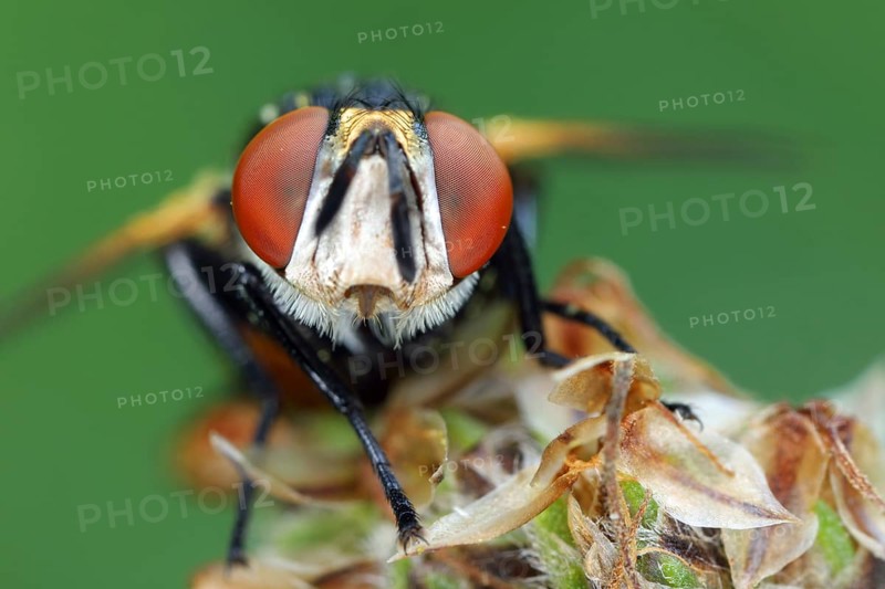 Fly, Brachycera, portrait