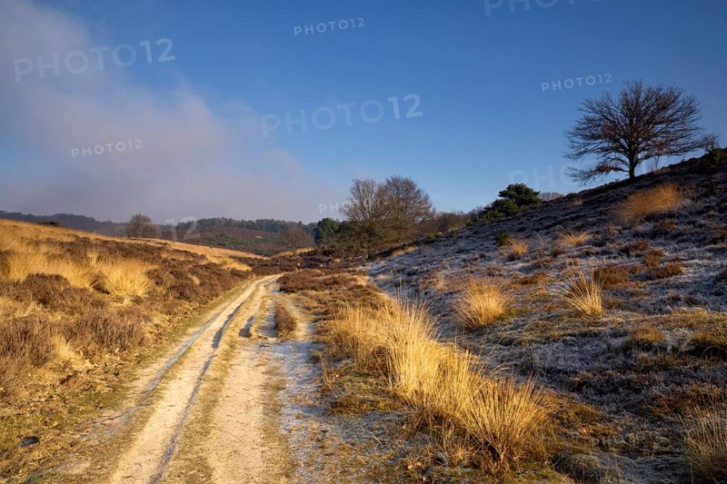 Sandy road near the Posbank in the Dutch National Park Veluwezoom near the village Rheden