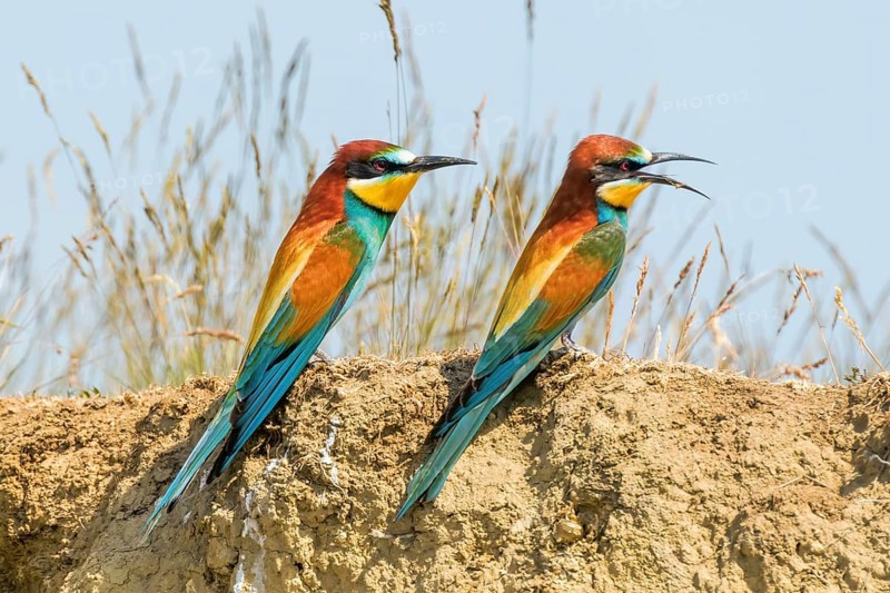 European Bee Eater (Merops Apiaster)