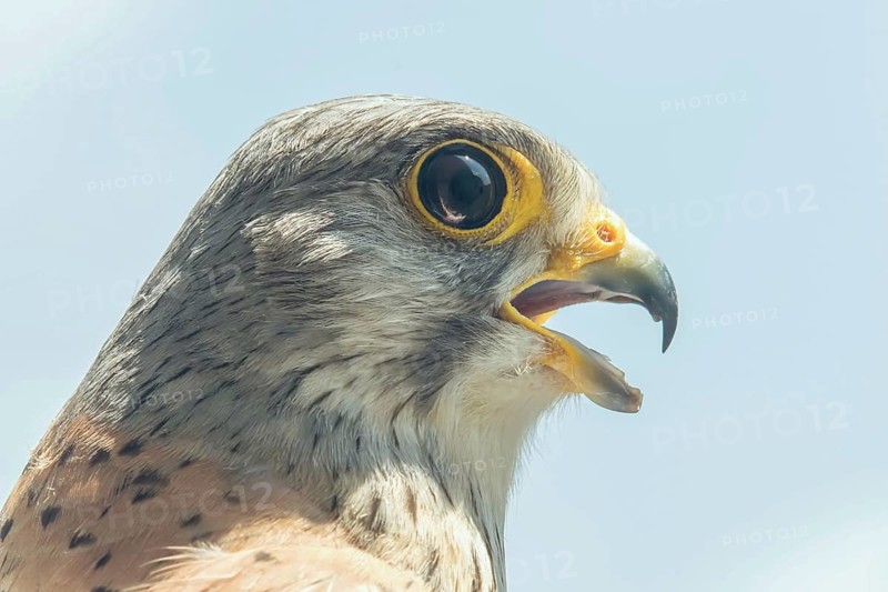 Common Kestrel Portrait Beak Wide Open (Falco tinnunculus) European kestrel