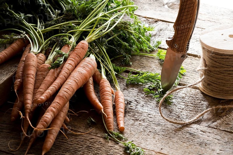 Bunch of unwashed carrots with leaves on a wooden vintage table