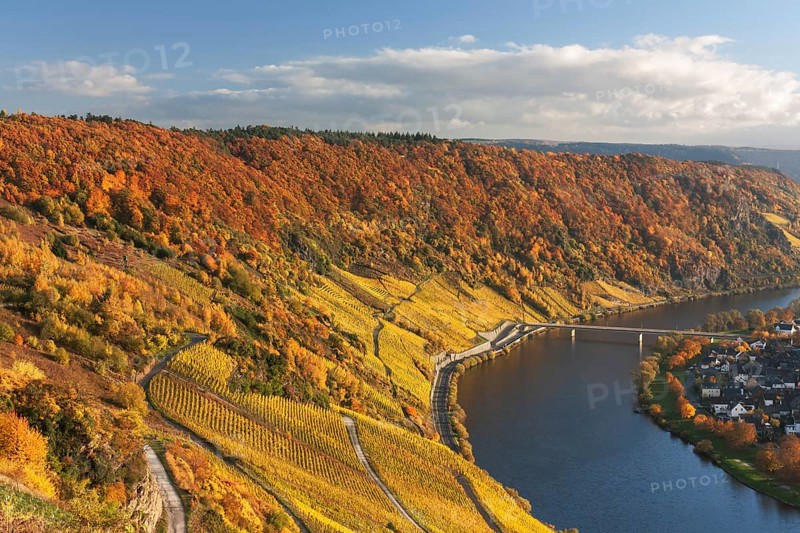 Moselle bend with vineyards in autumn foliage near Traben-Tarbach, district Wolf in Rhineland-Palatinate Valley of the Moselle river near Traben-Tarbach (quarter Wolf), in Rhineland-Palatinate, Germany, Europe