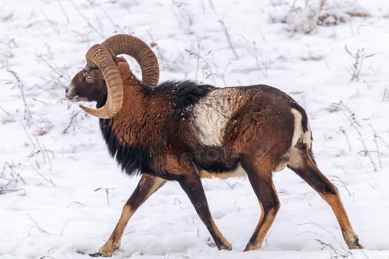 Mouflon Male in Winter Wild nature (ovis musimon)