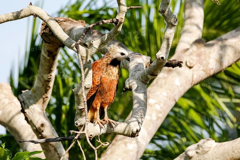 Close up of a Black-collared Hawk perched on a bare tree looking for prey, Pantanal Wetlands, Mato Grosso, Brazil, South America