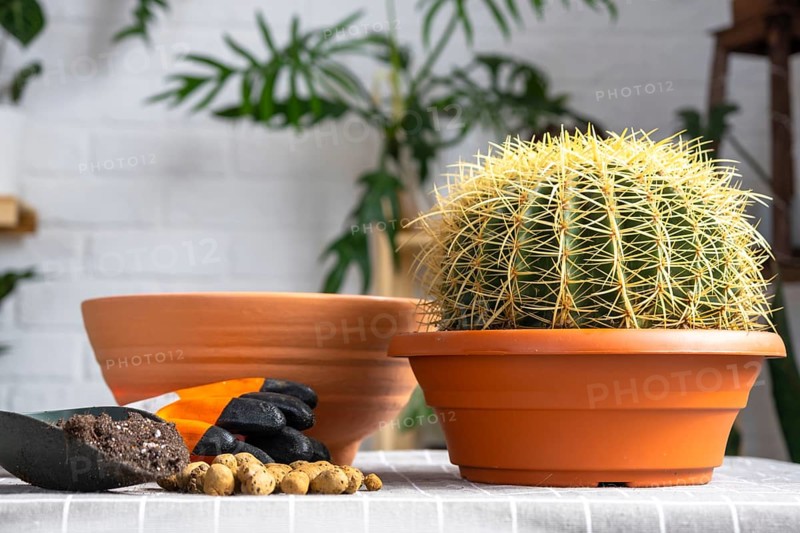 Repotting overgrown home plant large spiny cactus Echinocactus Gruzoni into new bigger pot. Caring for potted plant, protective gloves, drainage, pot, soil, a shovel on the table