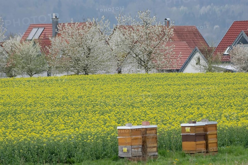 Blossoming rape field near Bibersfeld, fruit blossom, April, spring, rape honey, bee honey, bees, agriculture, honey bee, Swabian-Franconian Forest nature park Park, Schwäbisch Hall, Hohenlohe, Germany, Europe