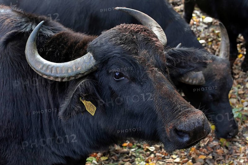 Water buffalo