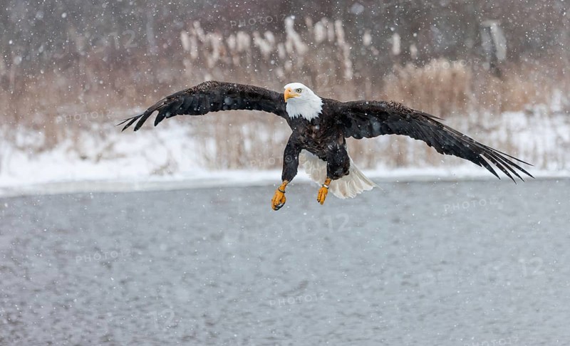 A North American bald eagle (Haliaeetus leucocephalus) at a bird of prey nature reserve