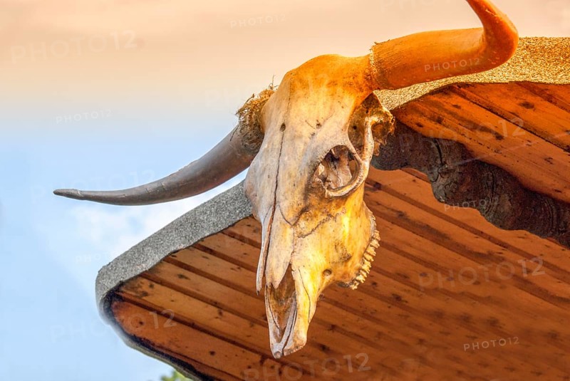 Cattle skull bull horn longhorn trophy