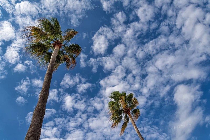 Washingtonia palms