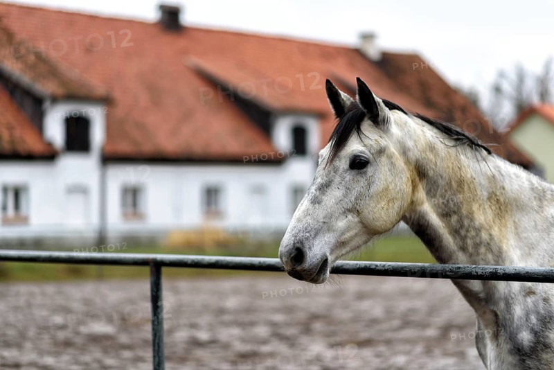 White horse in a paddock on a farm in eastern Poland in Europe