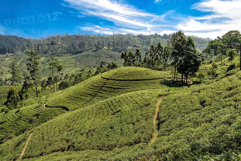 Tea plantation with tea plants in the mountains of Sri Lanka
