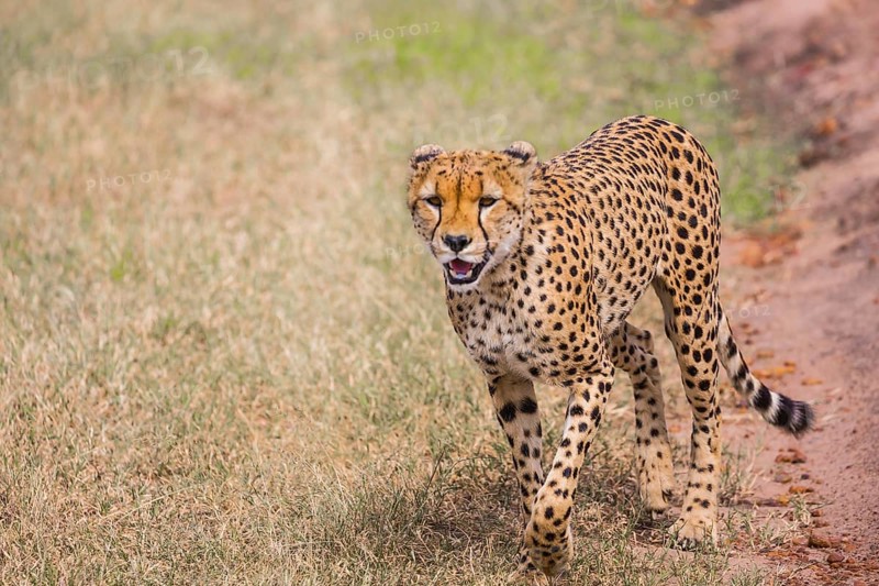 The cheetah walk freely on the car tracks of the savannah. Kenya, Masai Mara Park. Jeep - safari in spring in the African savannah. Concept of exotic, extreme tourism and photo tourism