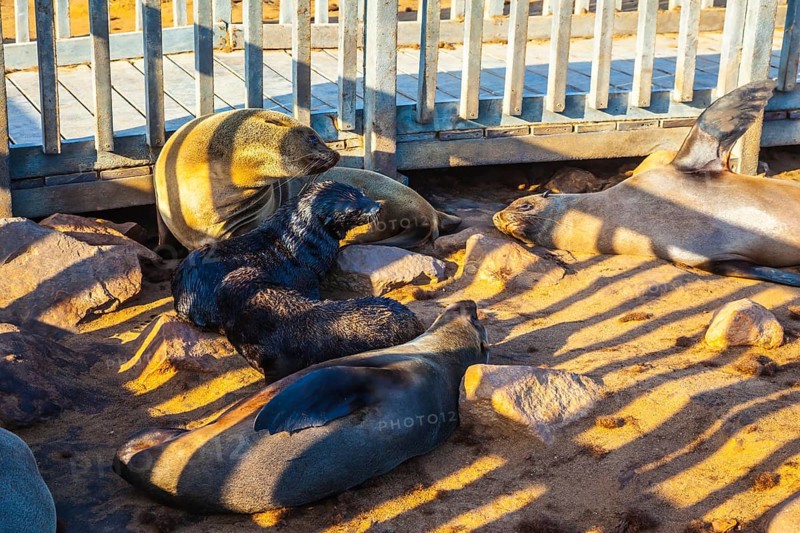 Reserve fur seals in Namibia. Wooden walkways for tourists and striped shadows on animals