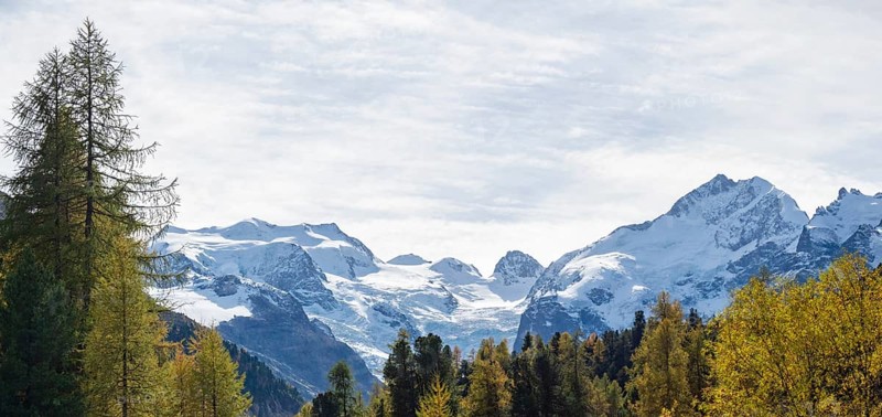 Amazing landscape in the Swiss Bernina mountains. A colourful autumnal forest in front of the highest peaks of the Bernina massive