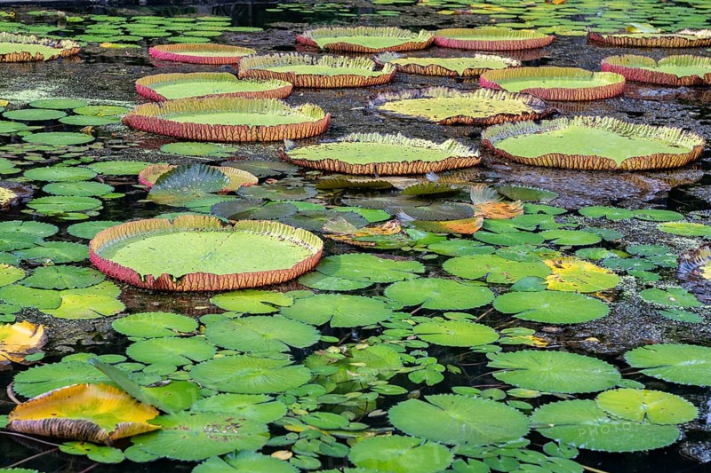 Pond, giant water lilies, Victoria, Victoria plant (Nymphaeaceae), Sir Seewoosagur Ramgoolam Botanical Garden, SSR Botanical Garden, also Pamplemousses Botanical Garden, botanical garden, Indian Ocean, island, Mauritius, Africa