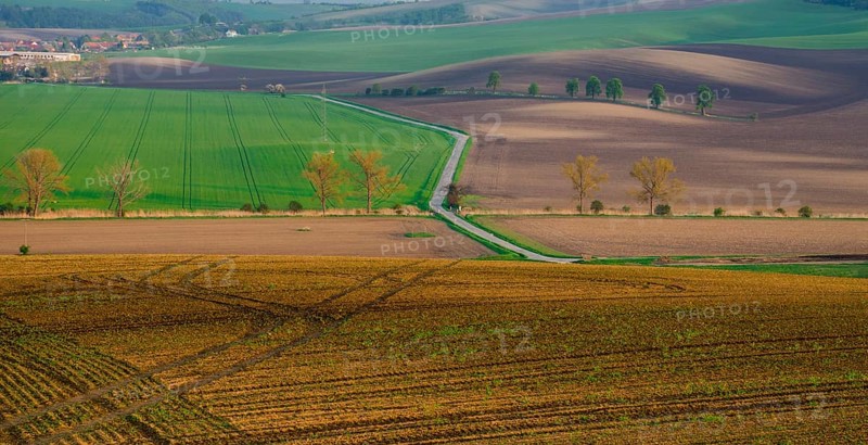 Rural abstract landscape with chestnut alley in South Moravia, Czech Republic, Europe