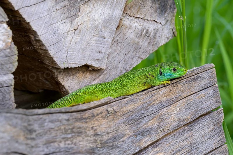 Western green lizard (Lacerta bilineata) resting between wooden pieces, surrounded by natural environment, Vogtsburg am Kaiserstuhl, Baden-Württemberg, Germany, Europe