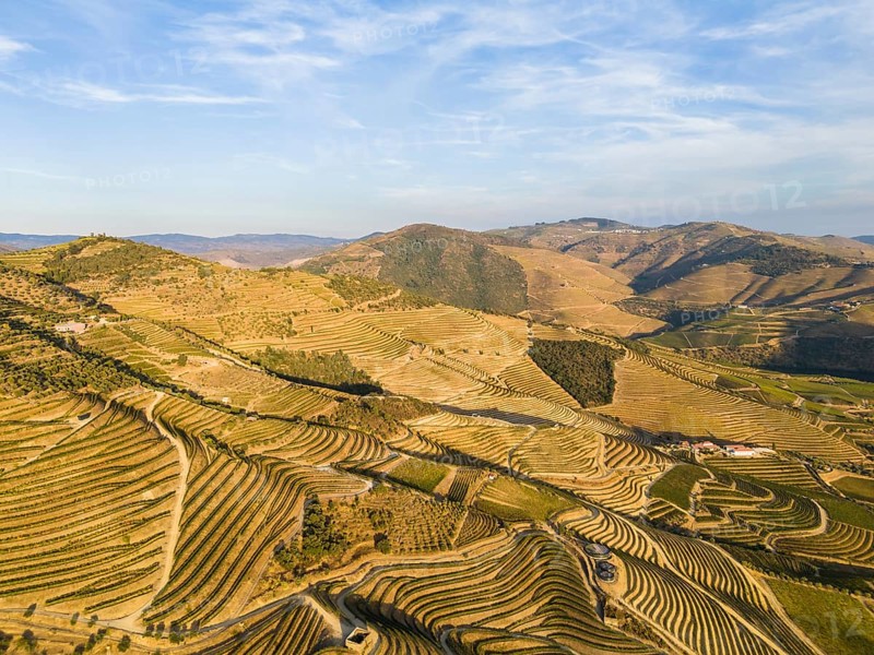 Vineyards of Douro Valley. Green Terraces on Sunny Evening. Portugal. Aerial Drone Shot.