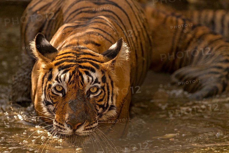 Wild Indian or Bengal tigress standing guard over her two young cubs while cooling off in a waterhole, on a hot summer day in Ranthambhore tiger reserve, India, Asia