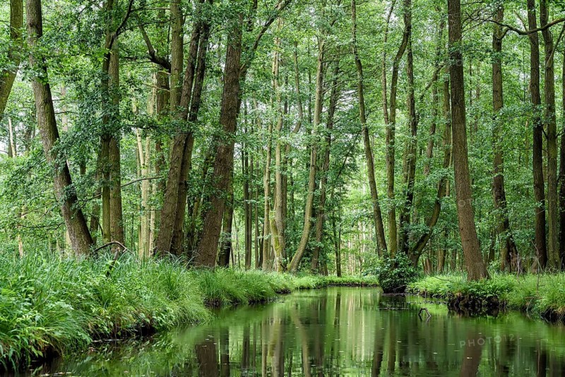 Landscape with watercourses and forest in the Spreewald in Brandenburg in Germany