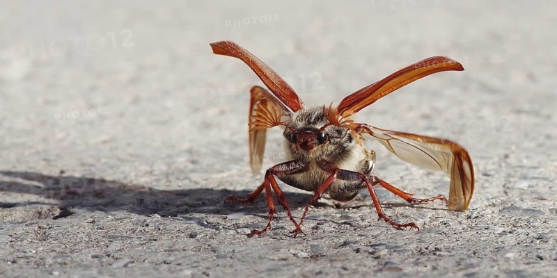 Cockchafer unfolding its wings in front of take-off