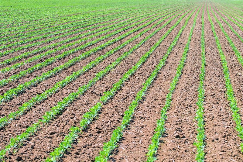 Rows of young green soybeans. Agricultural soy plantation