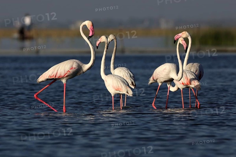 Greater flamingo, nalsarovar, Gujarat, India, Asia