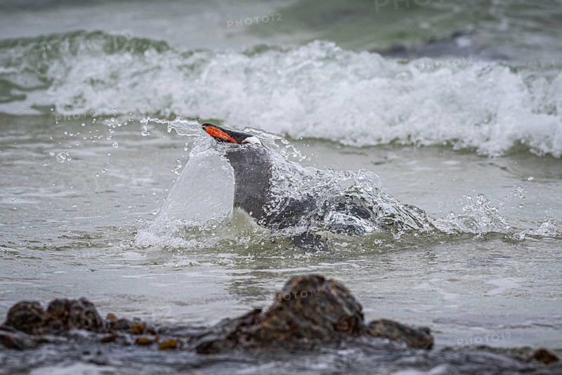 A gentoo penguin (Pygoscelis papua) landing on a beach, Pebble Island, Falkland Islands, Great Britain, South Atlantic Ocean, South America