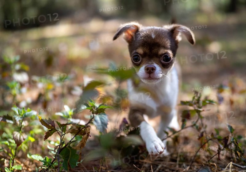 A Chihuahua puppy enjoys a sunny day, its delicate features illuminated by the warm, natural light filtering through the trees