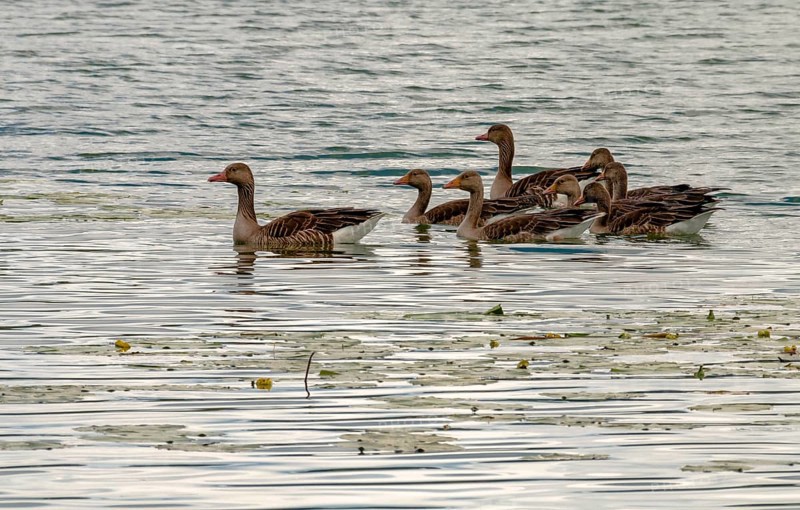 Greylag goose family on the Mindelsee, Bodanrück, Lake Constance