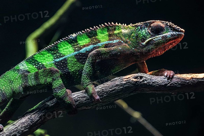 Chichuuka Lee chameleon lurking in the jungle. Shooting Location: Singapore