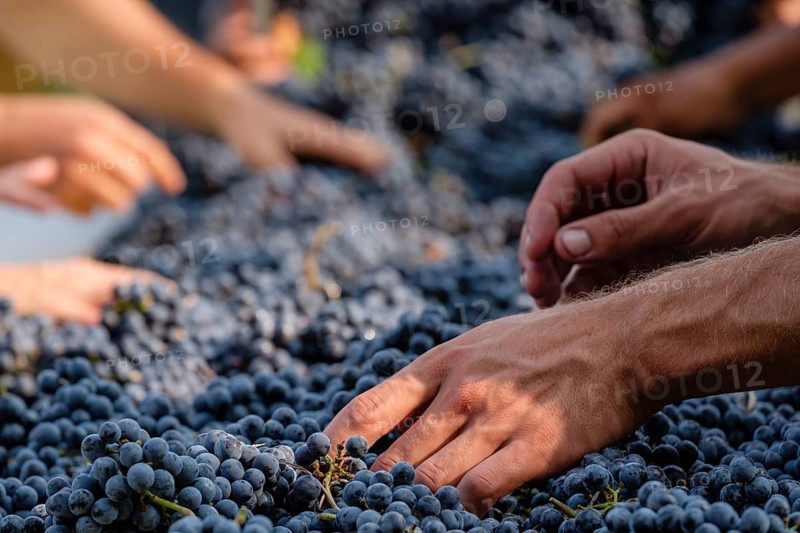 Mesa de seleccion de uvas Merlot, Celler Mesquida-Mora, Porreres, Mallorca, balearic islands, Spain, Europe