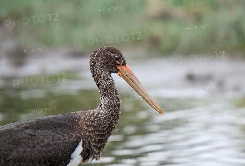 Young black stork