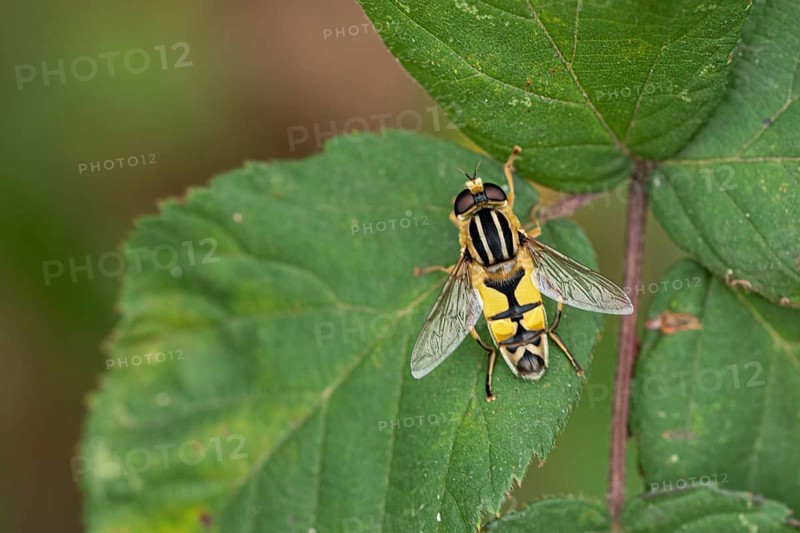 Large marsh hoverfly (Helophilus trivittatus)
