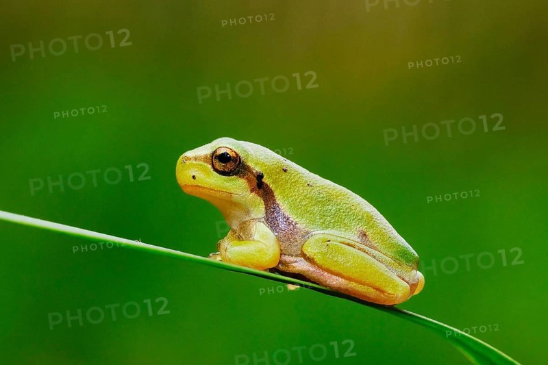 Tree frog, Hyla arborea, suborder Neobatrachia, tree frogs (Arboranae), family of tree frogs, (Hylidae), subfamily Hylinae, genus Tree frogs (Hyla), species European tree frog, animals, amphibians, frog, frogs, Hesse, Federal Republic of Germany