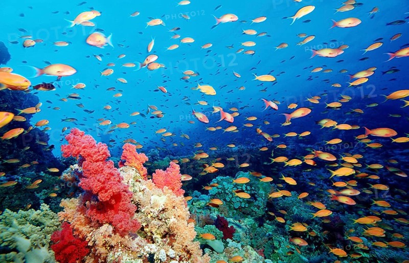 Hawkbill and coral reef, Pseudanthias squamipinnis, Egypt, Africa, Sinai, Sharm el Sheik, Red Sea, Africa