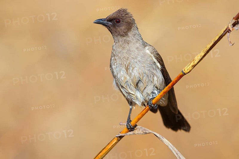 Common bulbul (Pycnonotus barbatus), Garden Bulbul, Bulbul des jardins, Bulbul naranjero, Tendaba camp / Tendaba photo hid, Kwinella, South Bank, Gambia, Africa