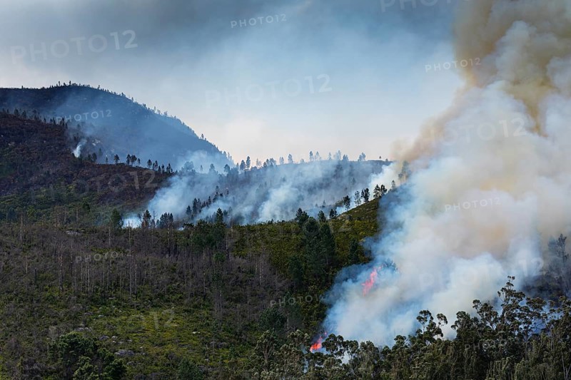 Landscape in South Africa, forest fire, fire, smoke, flames, burning forest, N2, Kou-Kamma Ward 6, Thornham, Kou-Kamma Local Municipality, Eastern Cape, South Africa, Africa