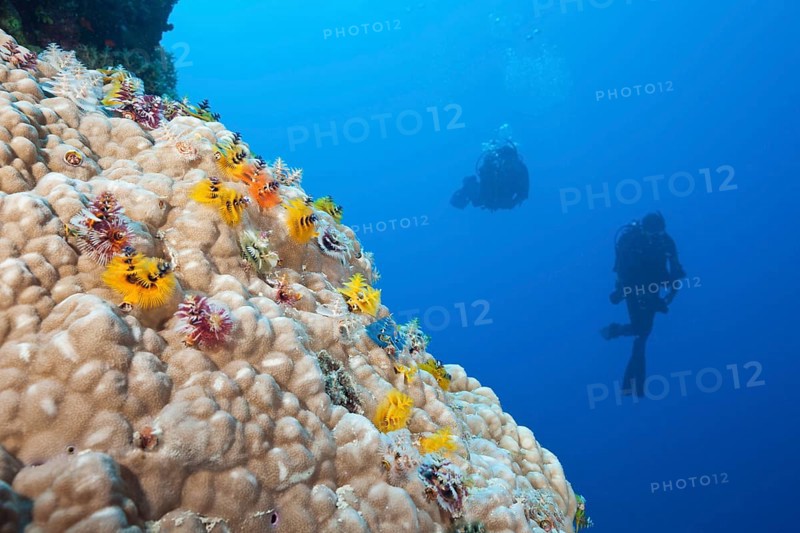 Colourful spiral tubeworms, Spirobranchus giganteus, Osprey Reef, Coral Sea, Australia, Oceania