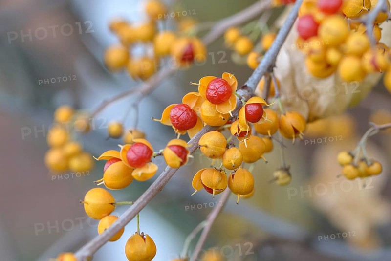Tree shrike (Celastrus orbiculatus 'Diana'), Pruhonice Dendrological Garden, Federal Republic of Germany