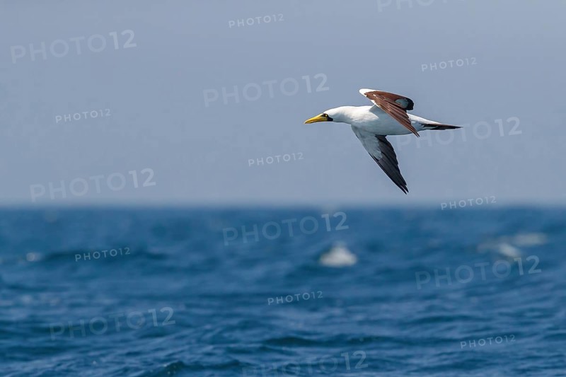 Masked booby, (Sula dactylatra), flies over the sea, flight photo, animals, birds, family of boobies, Off Mirbat, Salalah, Dhofar, Oman, Asia