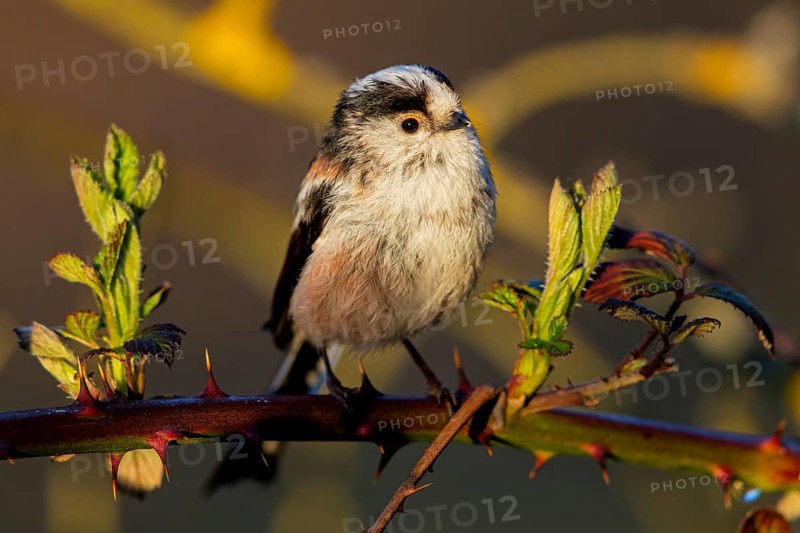 Long-tailed Tit, (Aegithalos caudatus), songbird, animals, birds, family of tits, Nahe valley, Rhineland-Palatinate, Federal Republic of Germany